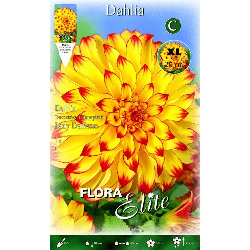 Bulbo di dalia decorativa gialla con punta rossa