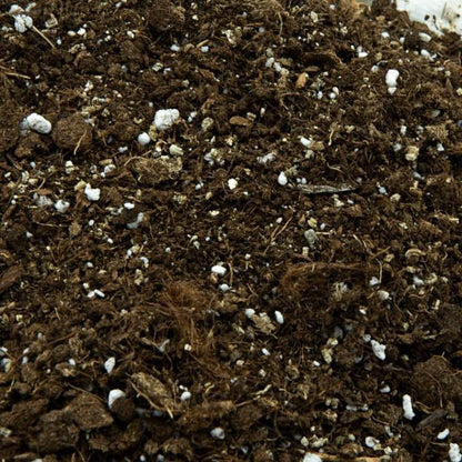 Universal-Substrat für Fleischfresser 1 l