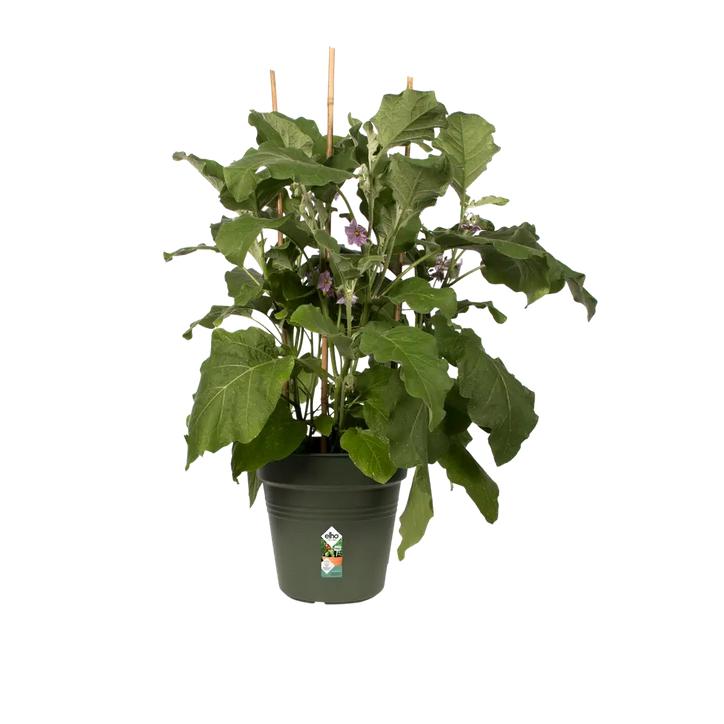 Vaso Green Basics Elho Verde 21 cm