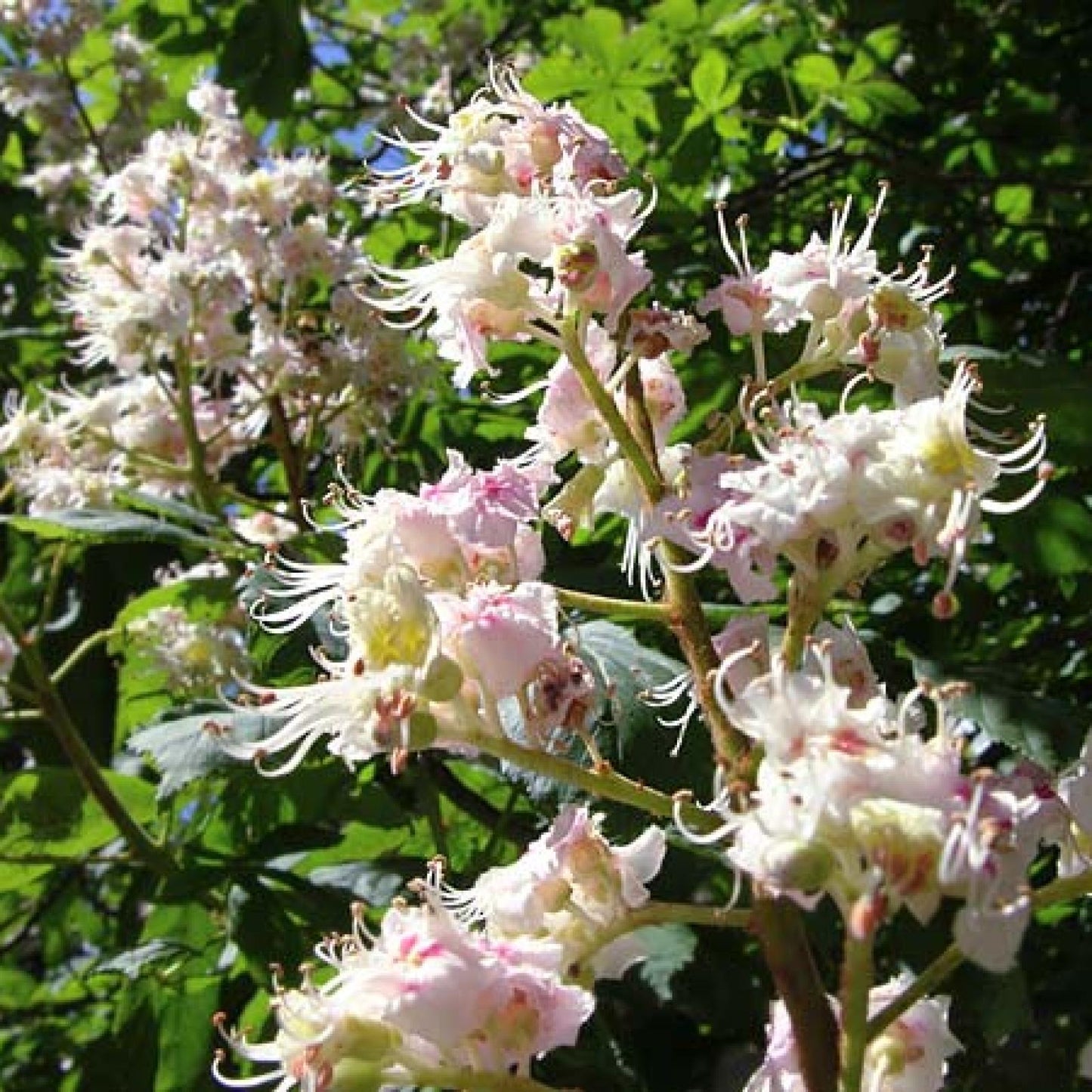 Biologische kastanjehoning, Bona Mel 900 g