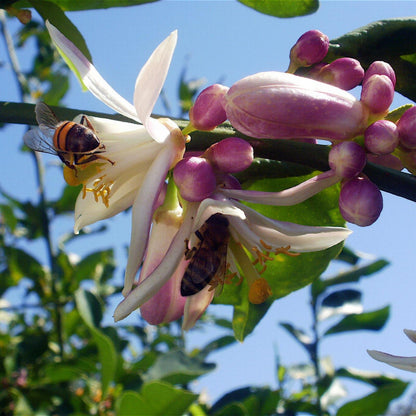 Organic Lemon Honey, Bona Mel 900 g