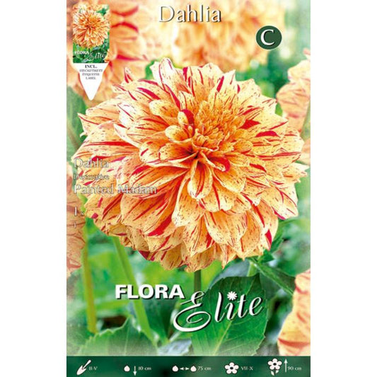 Bulbe de dahlia décoratif orange bronze 1 unité