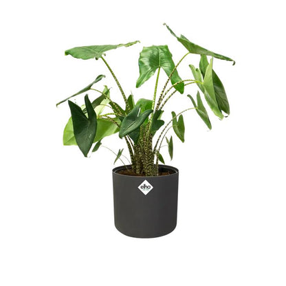 Pot de fleur B.for Soft Round Elho Anthracite 35 cm