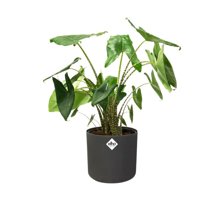 Fioriera B.for Soft Round Elho Antracite 25 cm