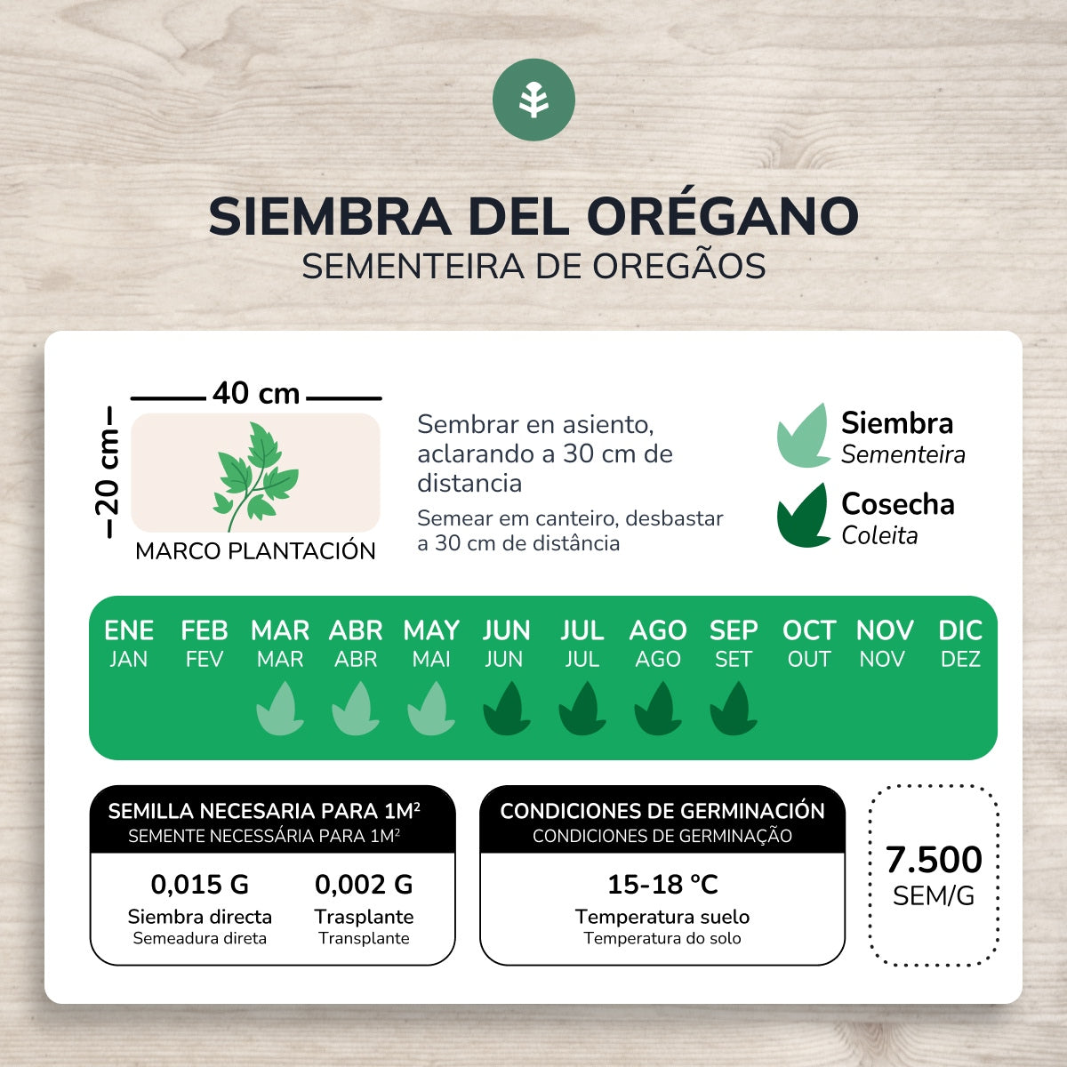 Organic Oregano seeds Planeta Huerto