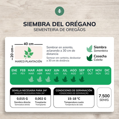 Organic Oregano seeds Planeta Huerto