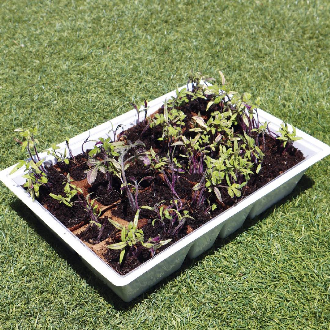 Zestaw do sadzenia M Planeta Huerto