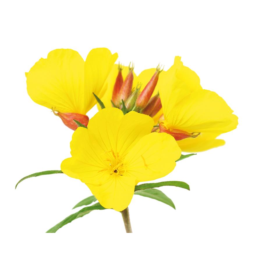 Onagran Aceite de Onagra El Granero, 400+50 perlas 700 mg