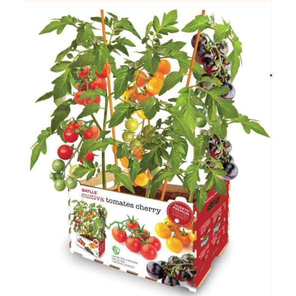 Premium-Gemüsegarten Cherrytomaten Batlle