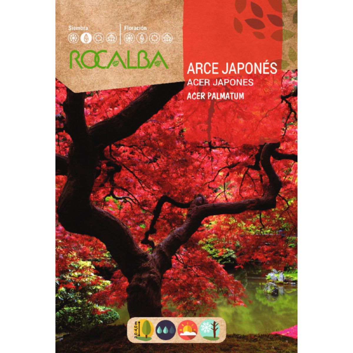 Graines d'érable japonais Acer palmatum