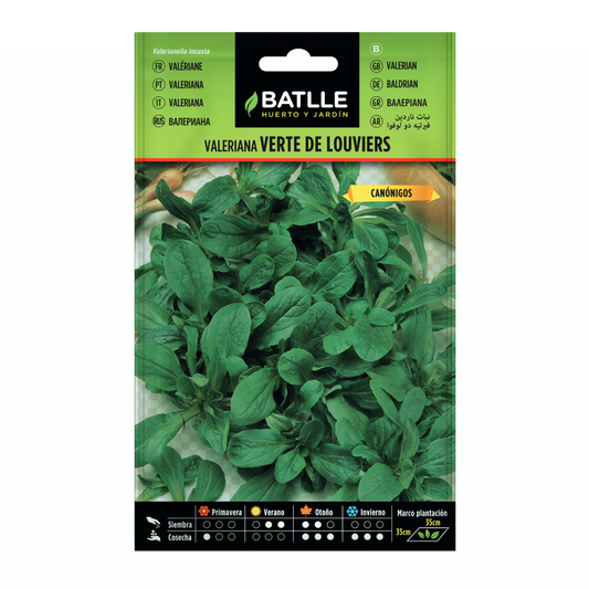 Nasiona waleriany Verte de Louviers  Batlle