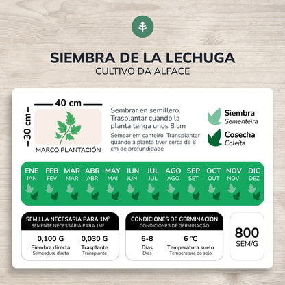 Bio-Römersalatsamen Planeta Huerto