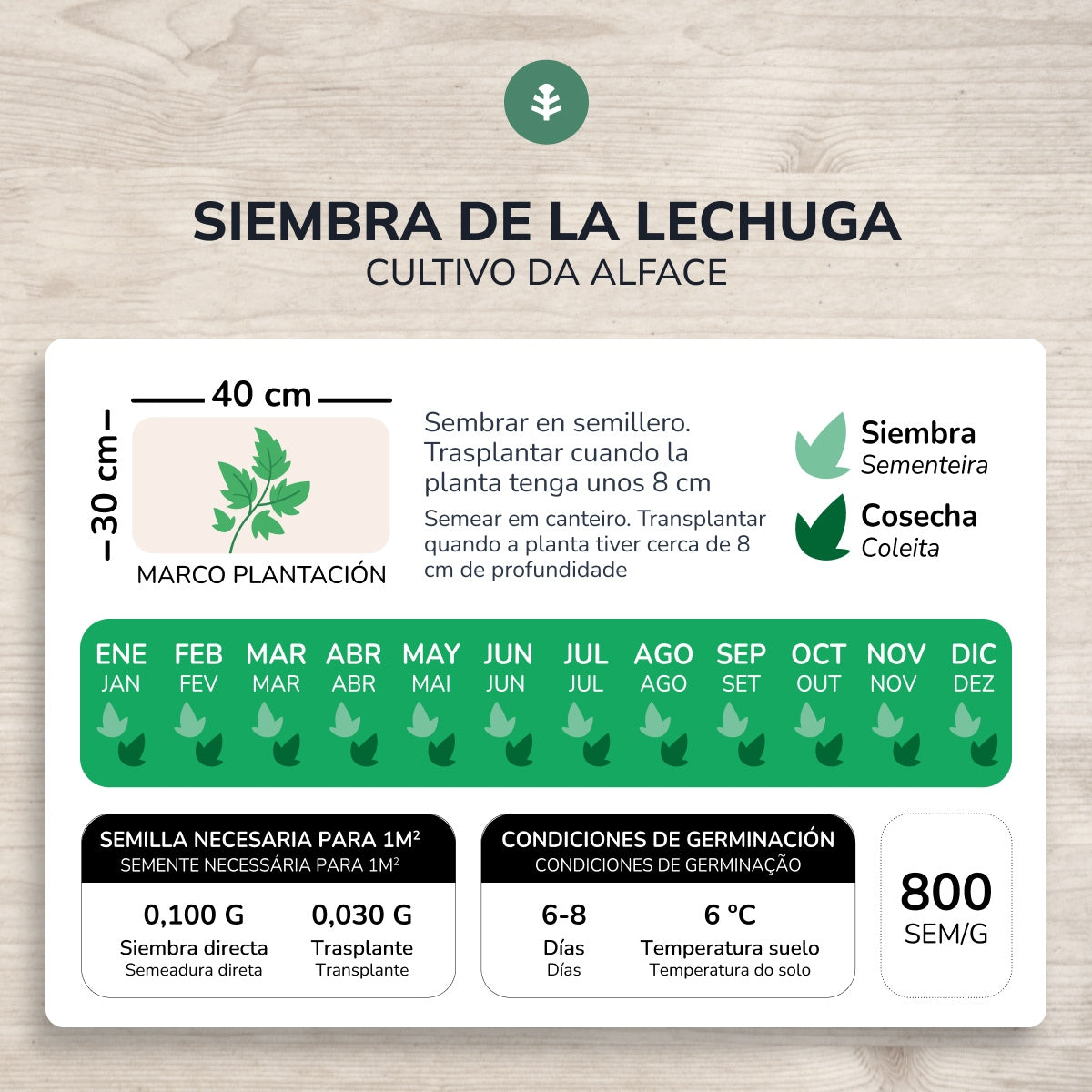 Organic seeds of Summer Wonder Lettuce Planeta Huerto