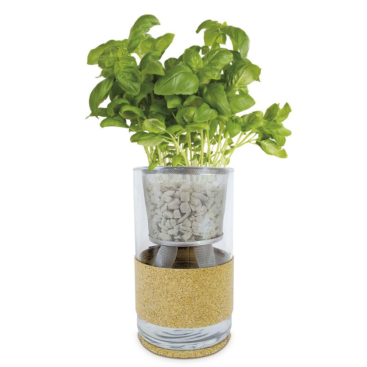 Hydroponic Coriander and Oregano Grow Kit, Ideal Gift Garden Pocket