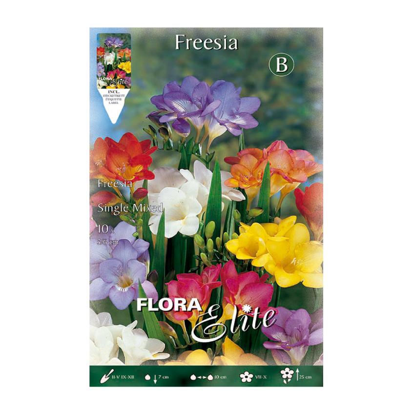 Cebulki frezji, mieszanka 10 szt.