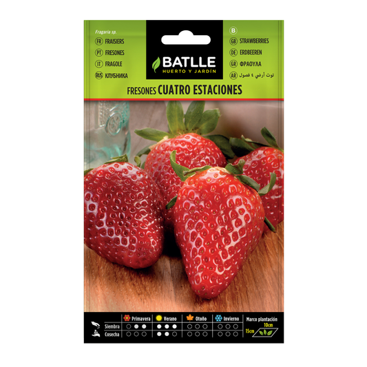 Graines de fraises 4 saisons Batlle