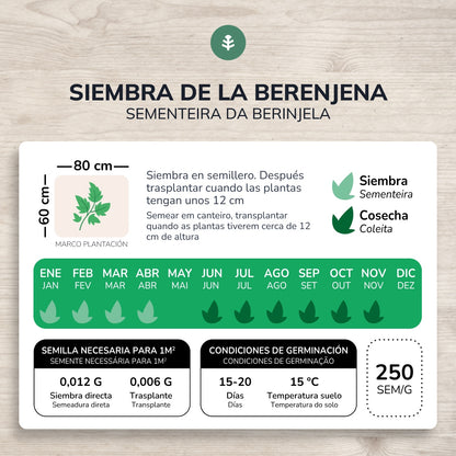 Bio-Auberginensamen lang violett Planeta Huerto