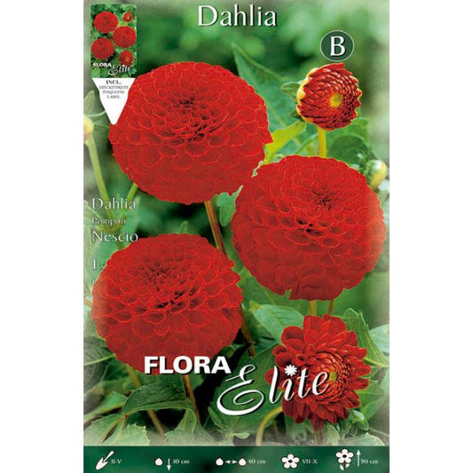 Bulbe de dahlia Pom Pom rouge 1 unité