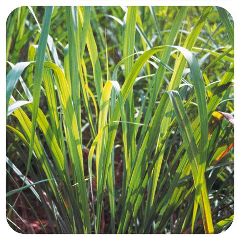 Ätherisches Öl Citronella aus Java Pranarôm 10 ml