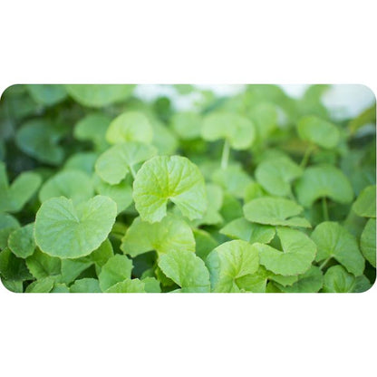Brahmi Gotu Kola Organic India 90 capsule