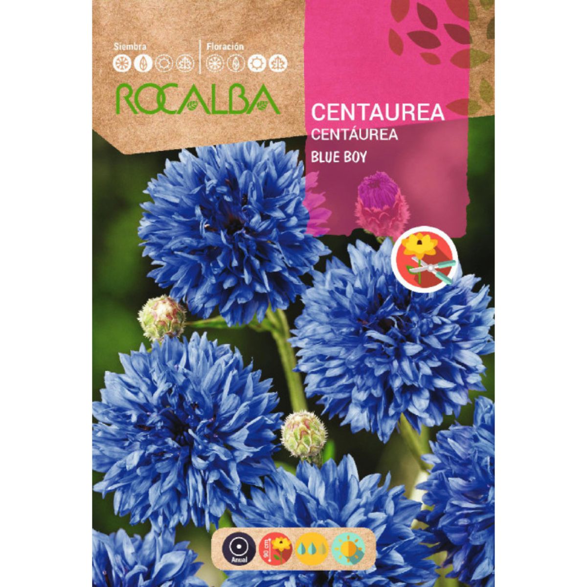 Graines de Centaurea blue boy, bleu