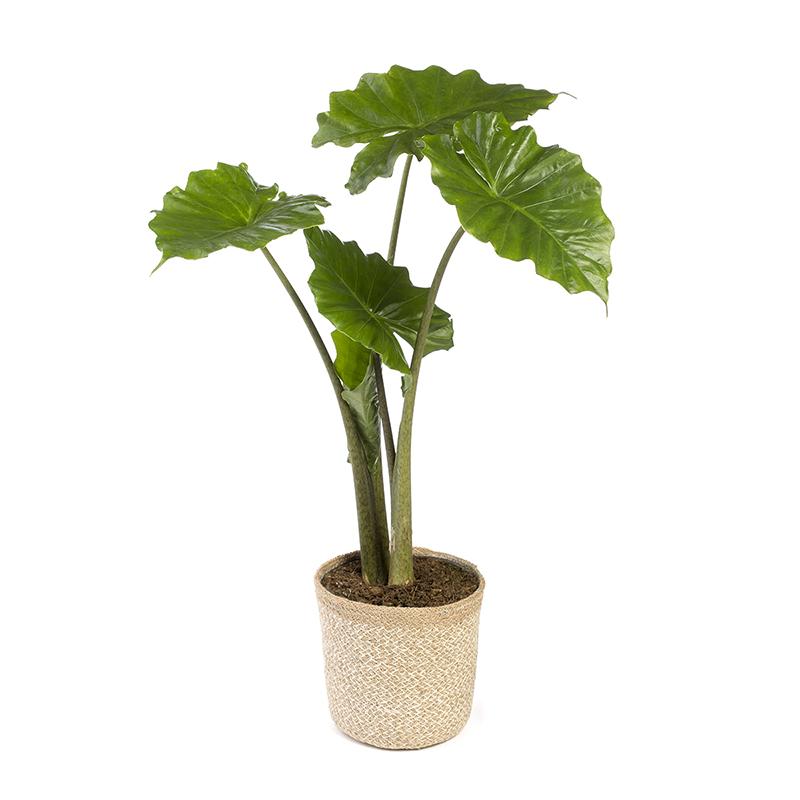 Alocasia sp. o Orecchie di elefante - Altezza 50-70 cm