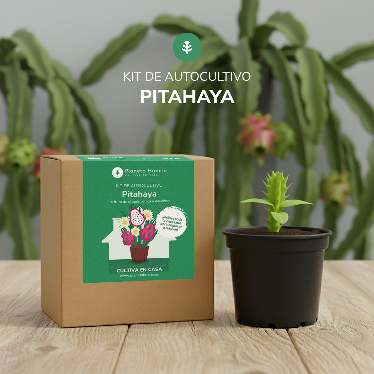 Frutto del drago Kit di autocoltivazione Pitahaya Planeta Huerto