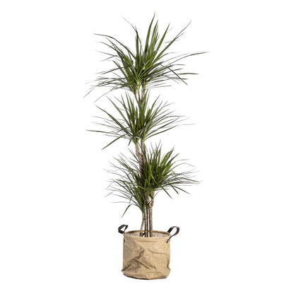 Dracena marginata 70-90
