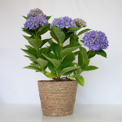 Hortensia bleu 50-60 cm
