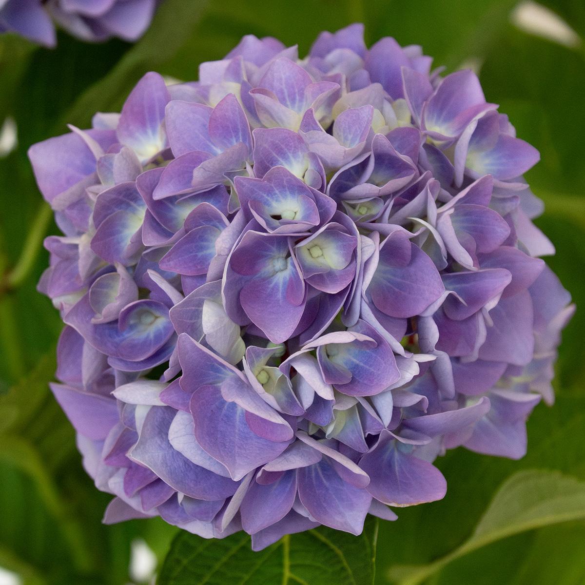 Hortensia bleu 50-60 cm