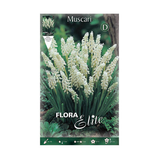 Witte Muscari-bollen 10 stuks