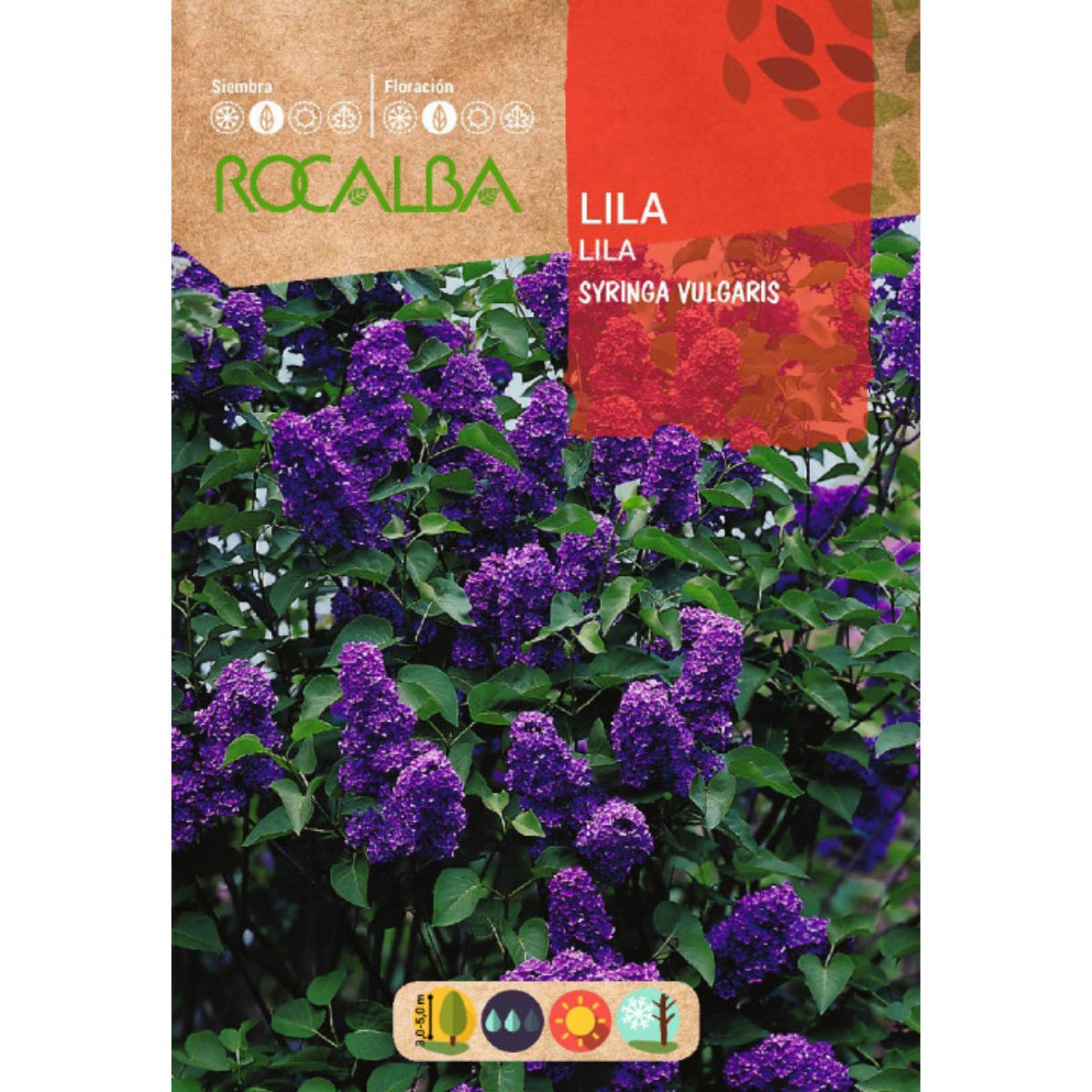 Semi di Lillà Syringa vulgaris