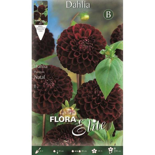 Bulbe de dahlia Pom Pom noir Natal 1 unité