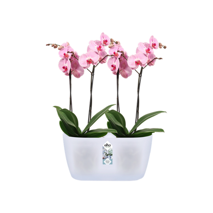 Brussels orchid duo Elho translucent double orchid pot