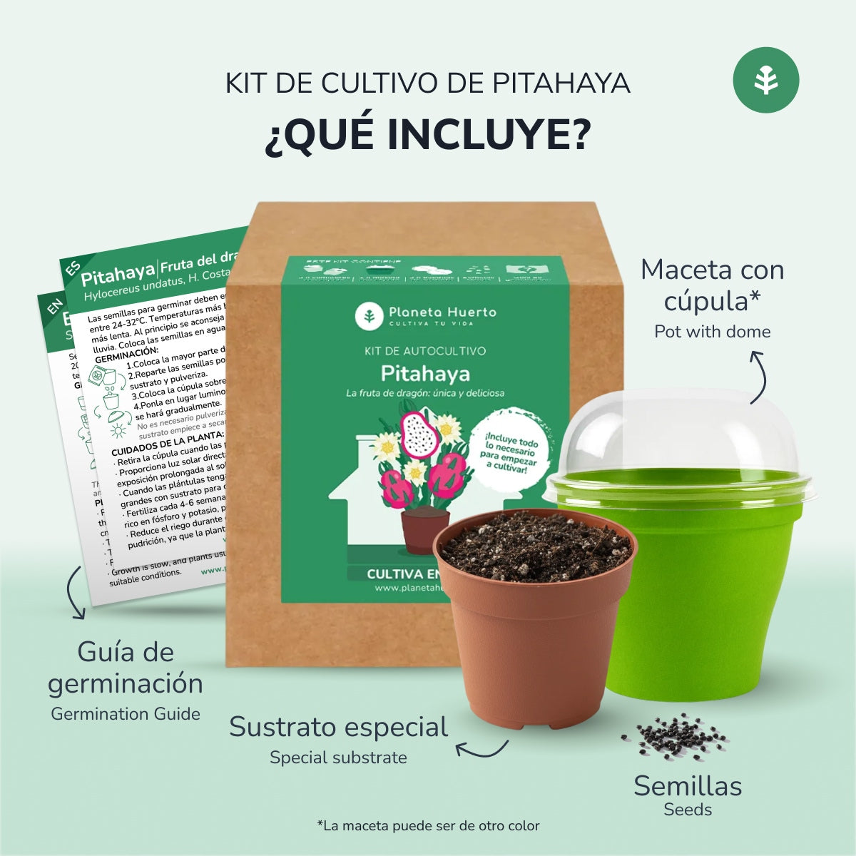 Frutto del drago Kit di autocoltivazione Pitahaya Planeta Huerto