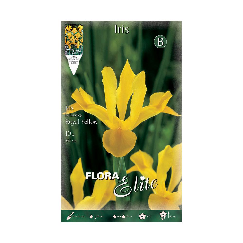 Yellow Dutch Iris Bulbs 10 pcs