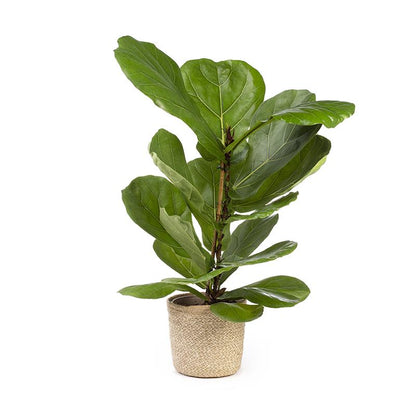 Ficus Lyrata 100-120