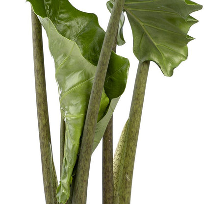 Alocasia sp. o Orecchie di elefante - Altezza 50-70 cm