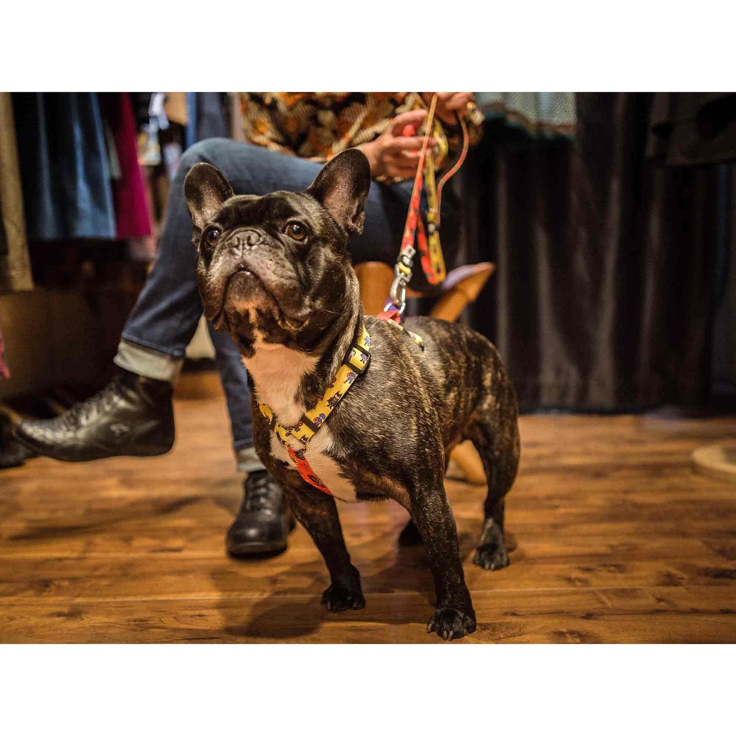 Imbracatura classica per cani SUPERDOG Dukier L