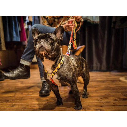 Imbracatura classica per cani SUPERDOG Dukier L