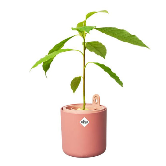 Doniczka do kiełkowania awokado Amazing Avocado Elho Terra