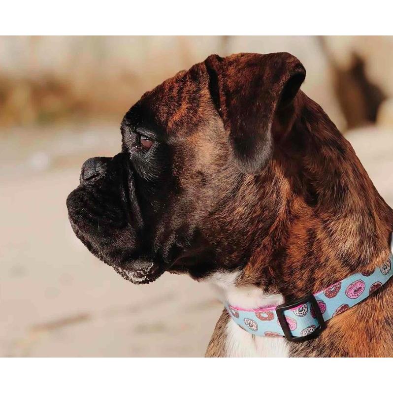 Hundehalsband CUPCAKES Dukier – Größe XS XS