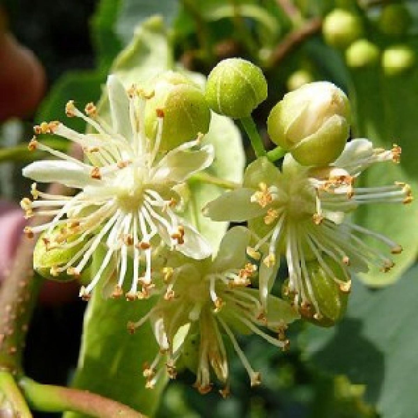 Ekologiczny miód lipowy Bona Mel, 900 g