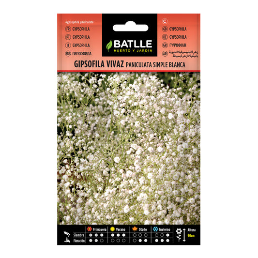 Graines de gypsophile vivace Paniculata simple blanche Batlle